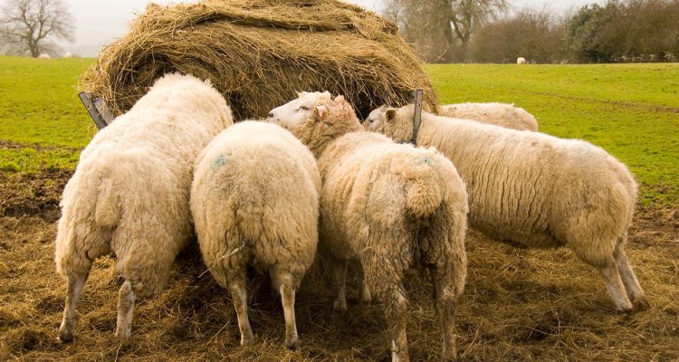 AquaVet Fish Parasite Treatment