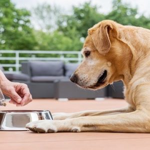 VetCare Digital Stethoscope