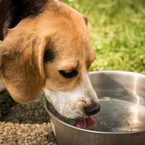 CanineShield Flea Collar